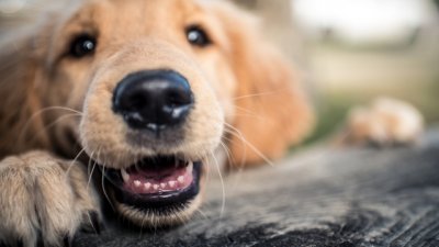 5 породи кучета, подходящи за семейства с деца