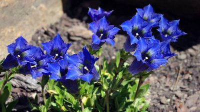 Тинтява – горската фея