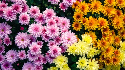 Зеленчуци и цветя, които да посадите през август (галерия)