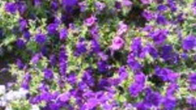 Petunia hibrid (Петуния)