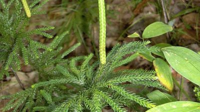 Необикновената билка ликоподиум – за какво помага?