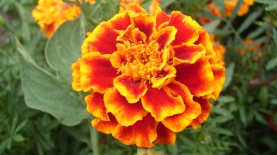 Туртата – огнена и цветна