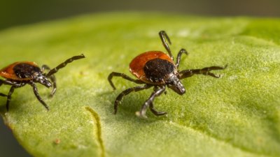 Как да извадите кърлеж от кожата правилно и безопасно