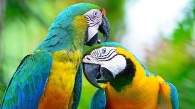 Знаете ли, че... папагалът ви може да ви надживее?