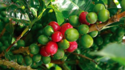 Зелените зърна на кафето забавят стареенето