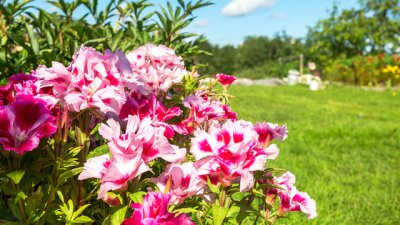 Годеция – пищна украса за балкона и градината