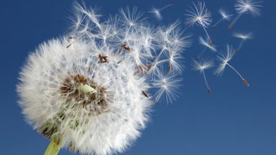 Притча за цветето и вятъра