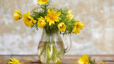 Горицвет – как да го отглеждаме 