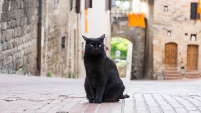 Какво означава, ако срещнете черна котка?