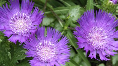 Стокезия – как да я отглеждаме?