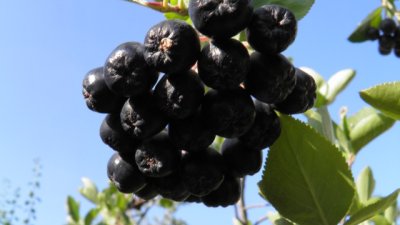 Лечебните свойства на аронията