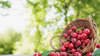 Трикове за запазване на черешите свежи цял месец