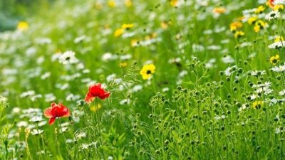 Мисъл на деня за живота