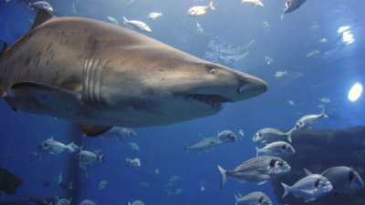 Как мигрират някои видове акули