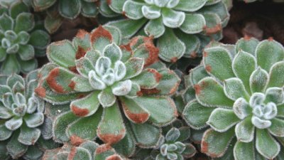 Ешеверия – един от най-красивите сукуленти