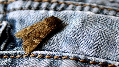 Хитри натурални трикове за прогонване на молците 