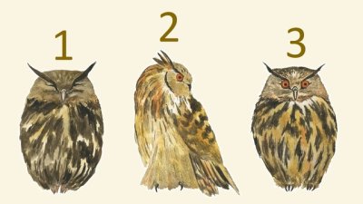 Посланието на бухала – изберете един и разберете повече