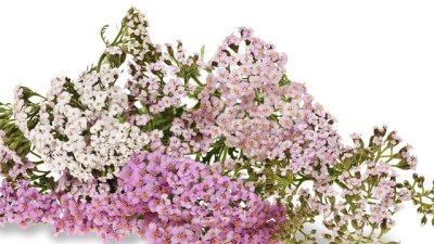 Ахилея, позната повече като равнец