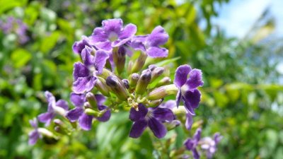 Дуранта – индийският люляк