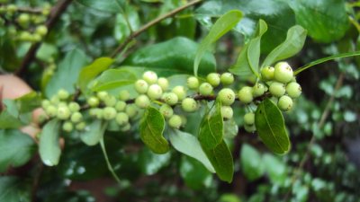 Аюрведически билки за отслабване 