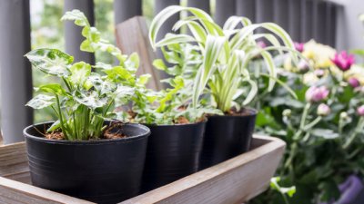 Растения, които носят положителна енергия в дома