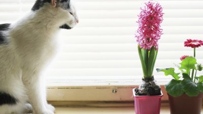 5 растения, които са токсични за домашния ви любимец