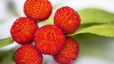 Плодът личи и неговите ползи за здравето 