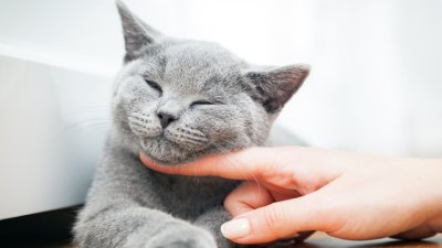 Причините котките да мъркат ще ви изненадат 