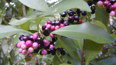 Ардизия – украсява дома с декоративните си плодове