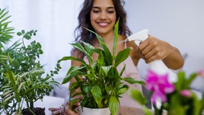 5 невероятни ползи от домашните растения