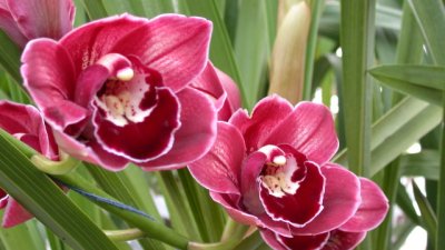 Цимбидиум – най-красивата орхидея