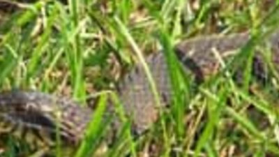 Празникът на змията – Йеремия