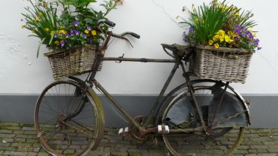 Кои цветя са най-добрите чистачи на въздуха?