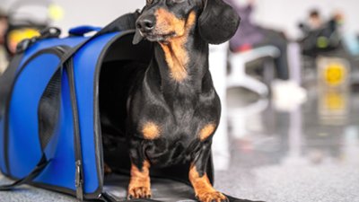 „България Еър“ премахва таксите си за домашни любимци за украински бежанци