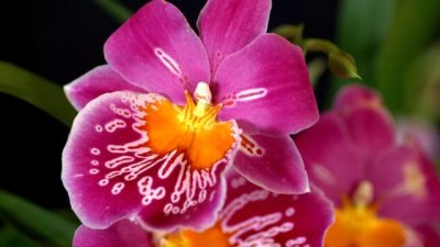 Милтония – лесна за отглеждане орхидея