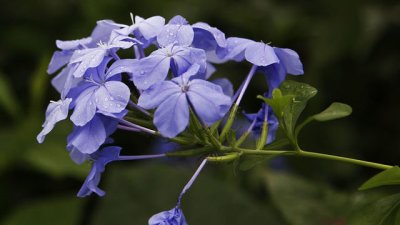 Плумбаго или саркофай – от какви грижи се нуждае 