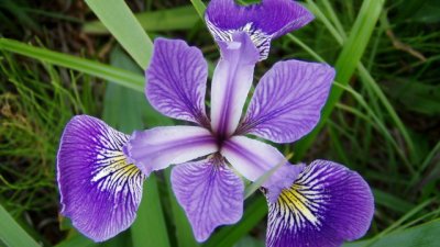 Перуника или ирис – синьото око на градината 