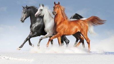 Какво означава, ако сънуваш кон?