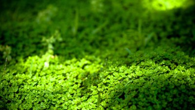 Красивата дихондра – как да я отглеждаме? 