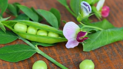 10 ползи от консумацията на грах