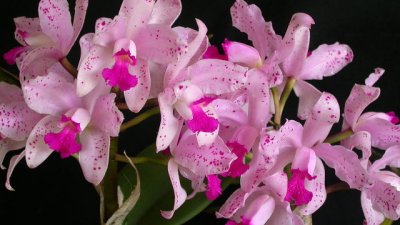 Катлея – нежна, ранима и трудна за отглеждане