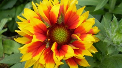 Гайлардия – с цвят на маргарита