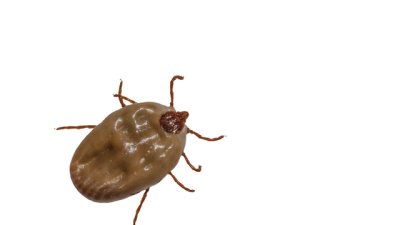 Кърлежи – как да се предпазим от тях? 