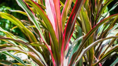 Кордилине – лесно за отглеждане 