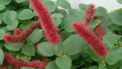 Акалифа или котешка опашка