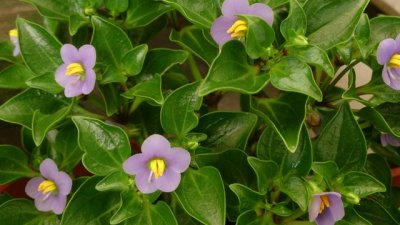 Екзакум – бухнал храст с лилави цветове