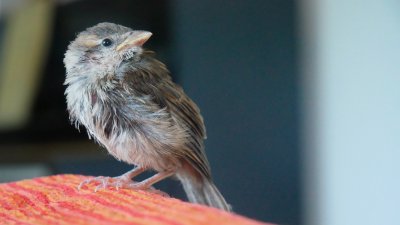 Какво означава, ако птица влети в дома ви?