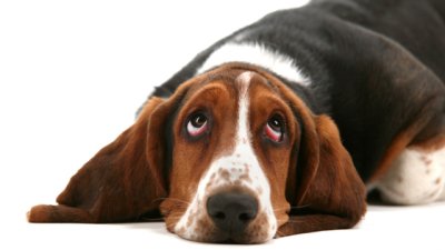 Какво кучетата мразят у стопаните си?