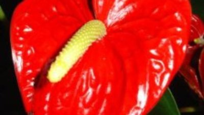 Антуриум - Anthurium - аристократично цвете