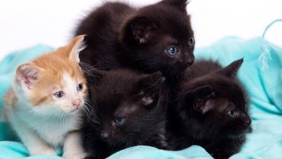 Дете и коте? Мисията е възможна!